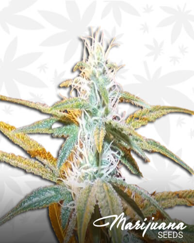 Wild Cherry Strain