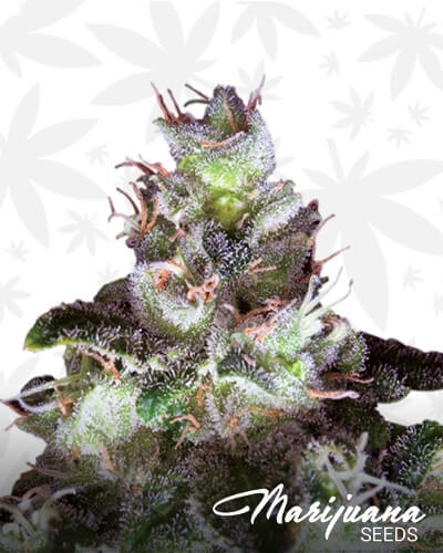 Wildy WhiteAka White Widow Original
