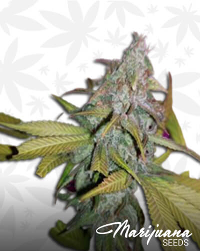 Wilma Kush