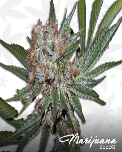 Witches Weed
