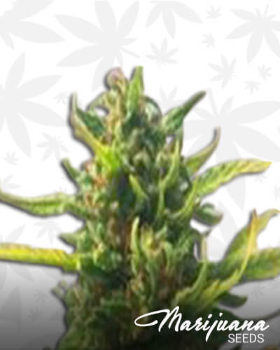 Without THC