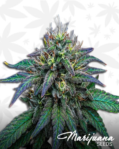 Wizard’s Glue