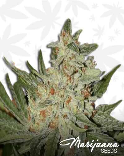 Wonder Kush