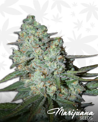 Wonder Skunk