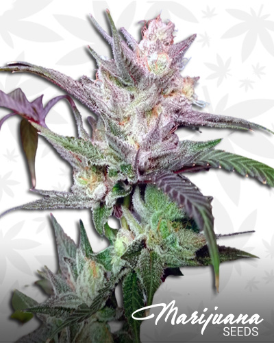 Wookies x Star Dawg