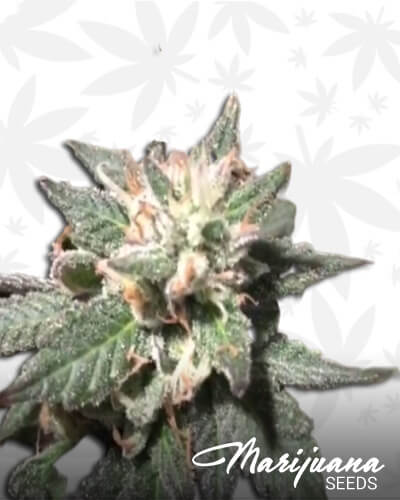 WoundedWarriors Breath