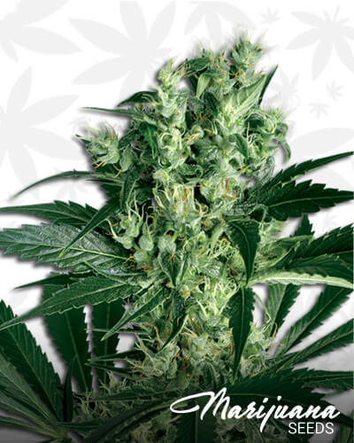 X Haze