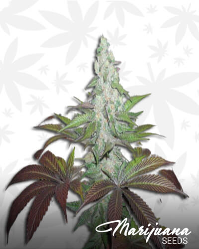 X Kush