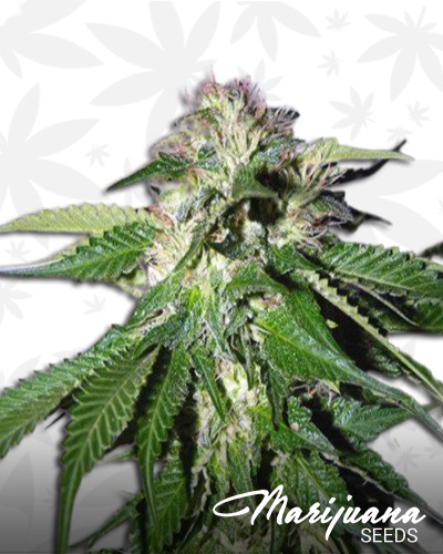 Xtreme Kush