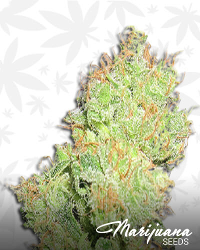 Y Griega CBD