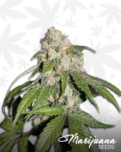 Yeti OG x 3 Bears OGAka Samsquanch OG