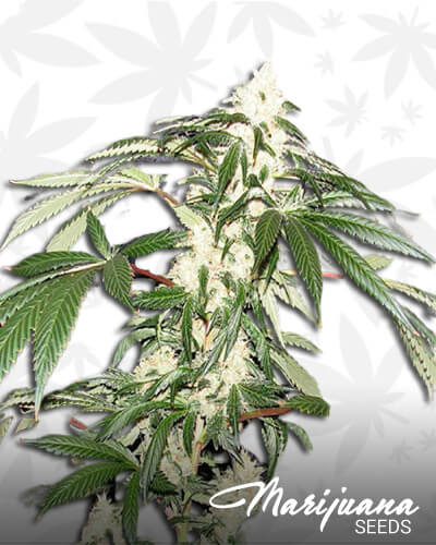 Yum Yum Bud