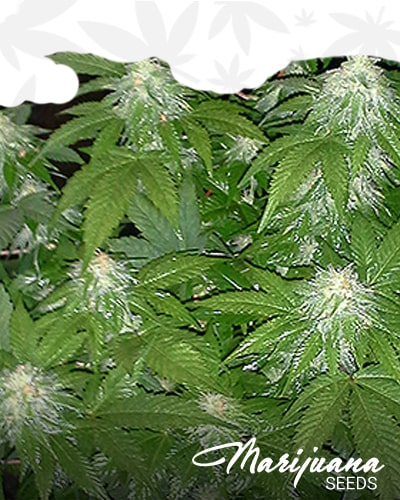 Zion’s Cure min