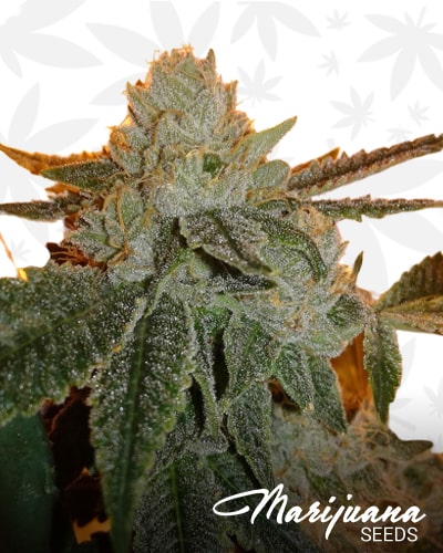 Zkittle Wood min