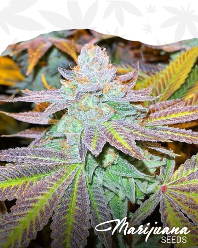 ZkittleZ Glue min 1