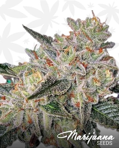 Zkittlez Auto min