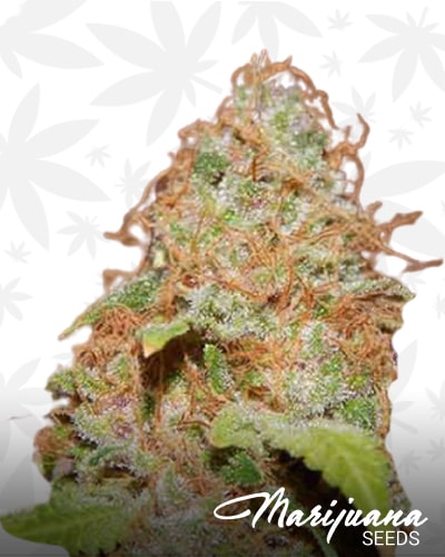 Zkittlez BX min