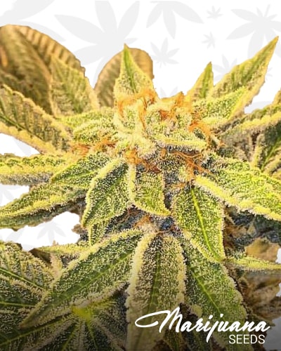 Zkittlez Cake min