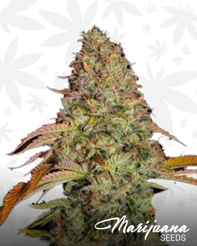 Zkittlez OG Auto min