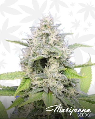 Zkittzy Gorilla min