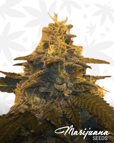 Sticky Icky min