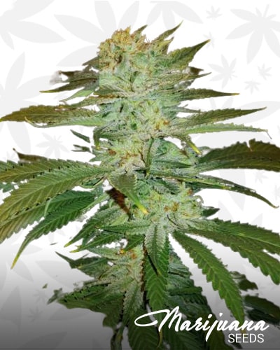 Strawberry Banana Zkittlez min