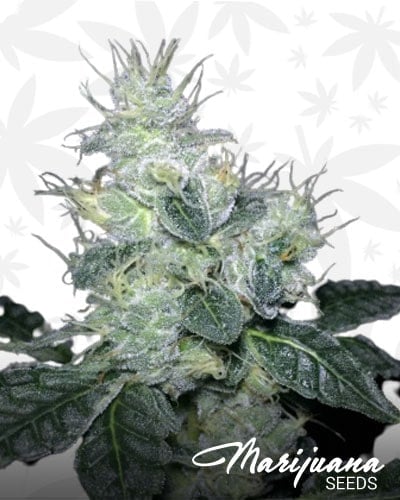Tangerine Cookies on Fire min 1