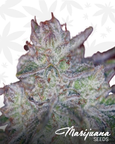 Triple Cherry Diesel min
