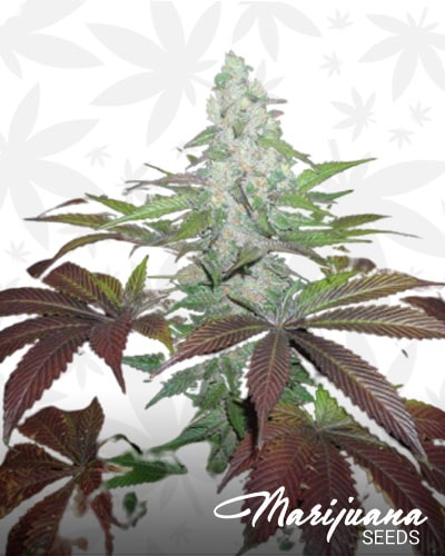 X Kush 1 min