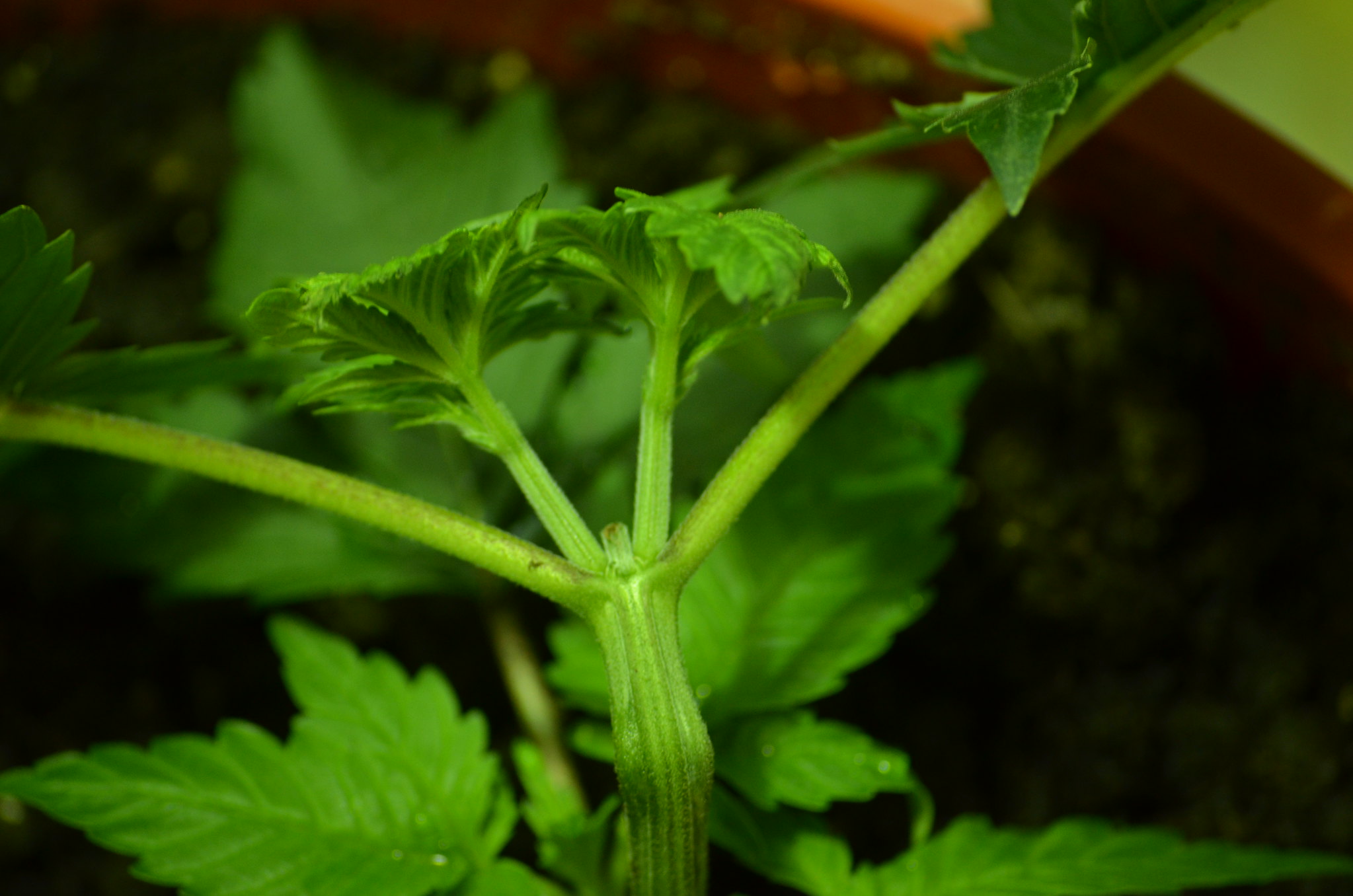 topping cannabis