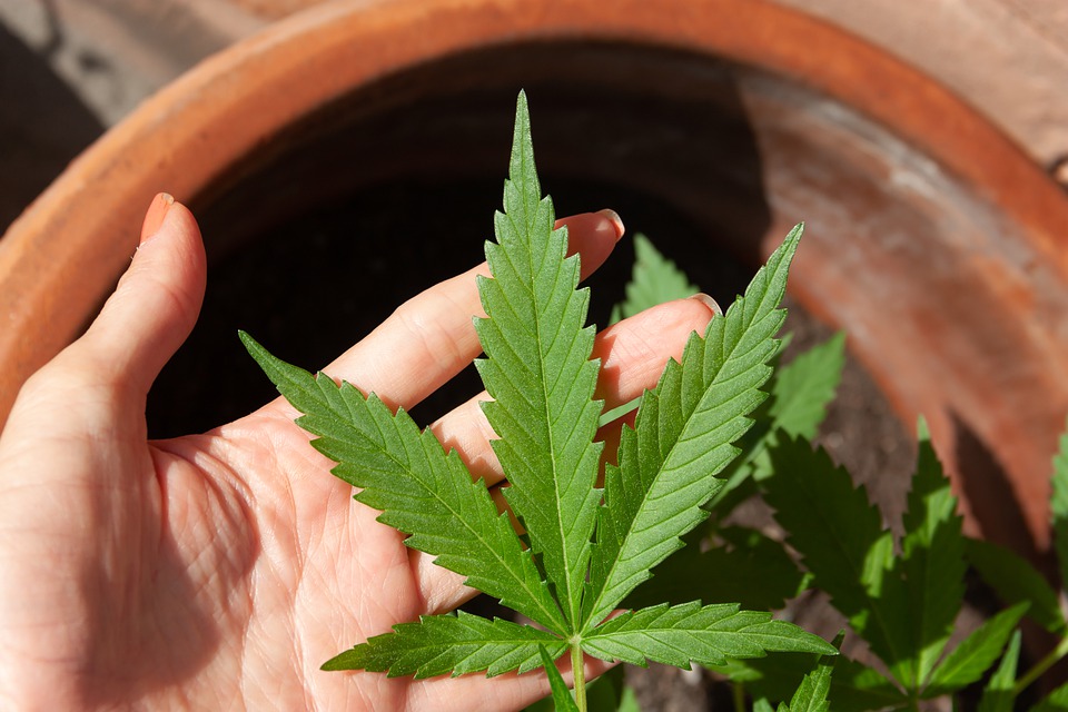 cannabis 5003423 960 720