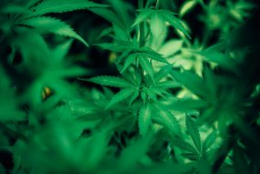 is weed a psychedelic