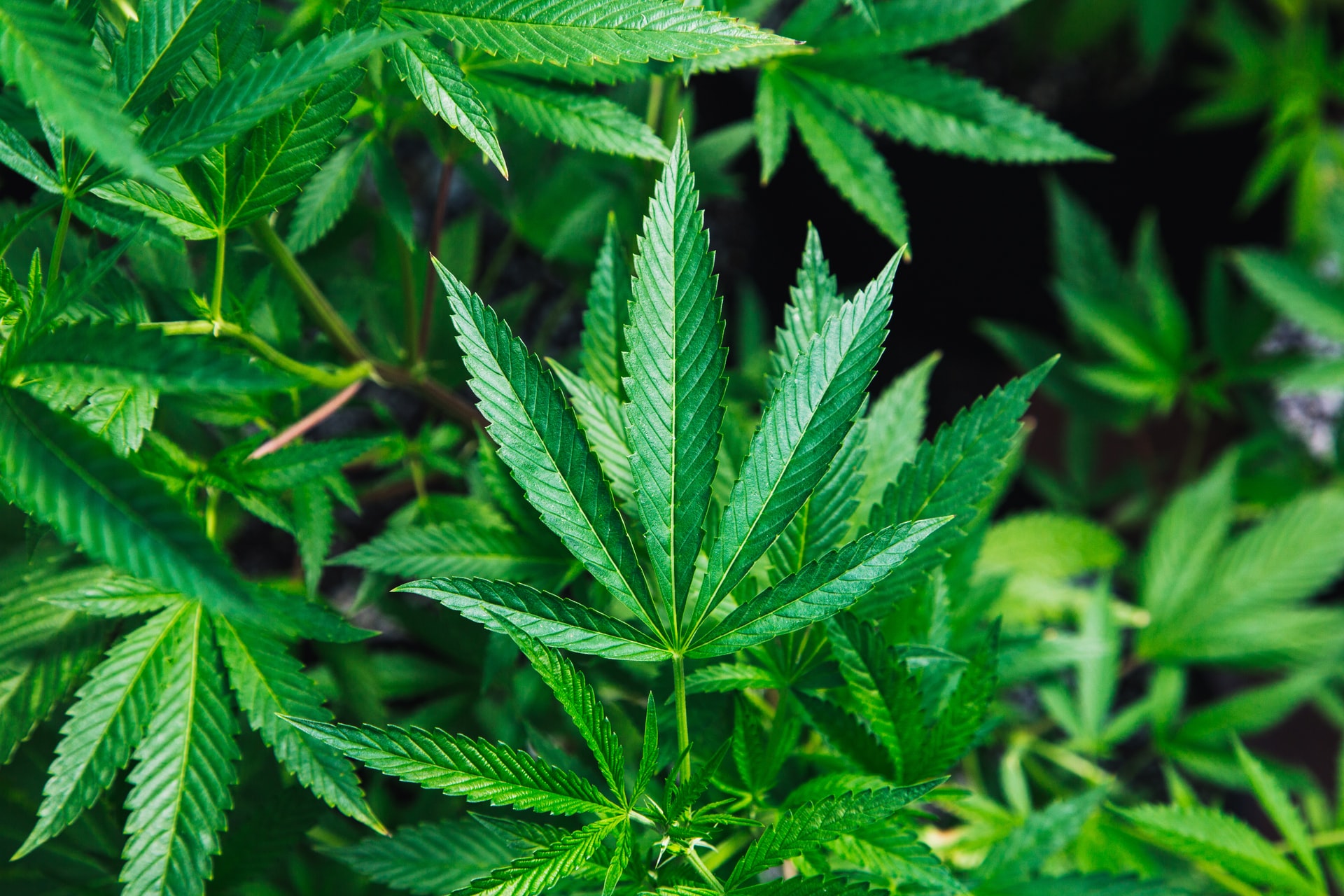 what to do with moldy weed