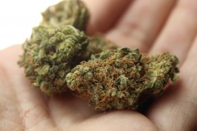 weed 2517251 1280