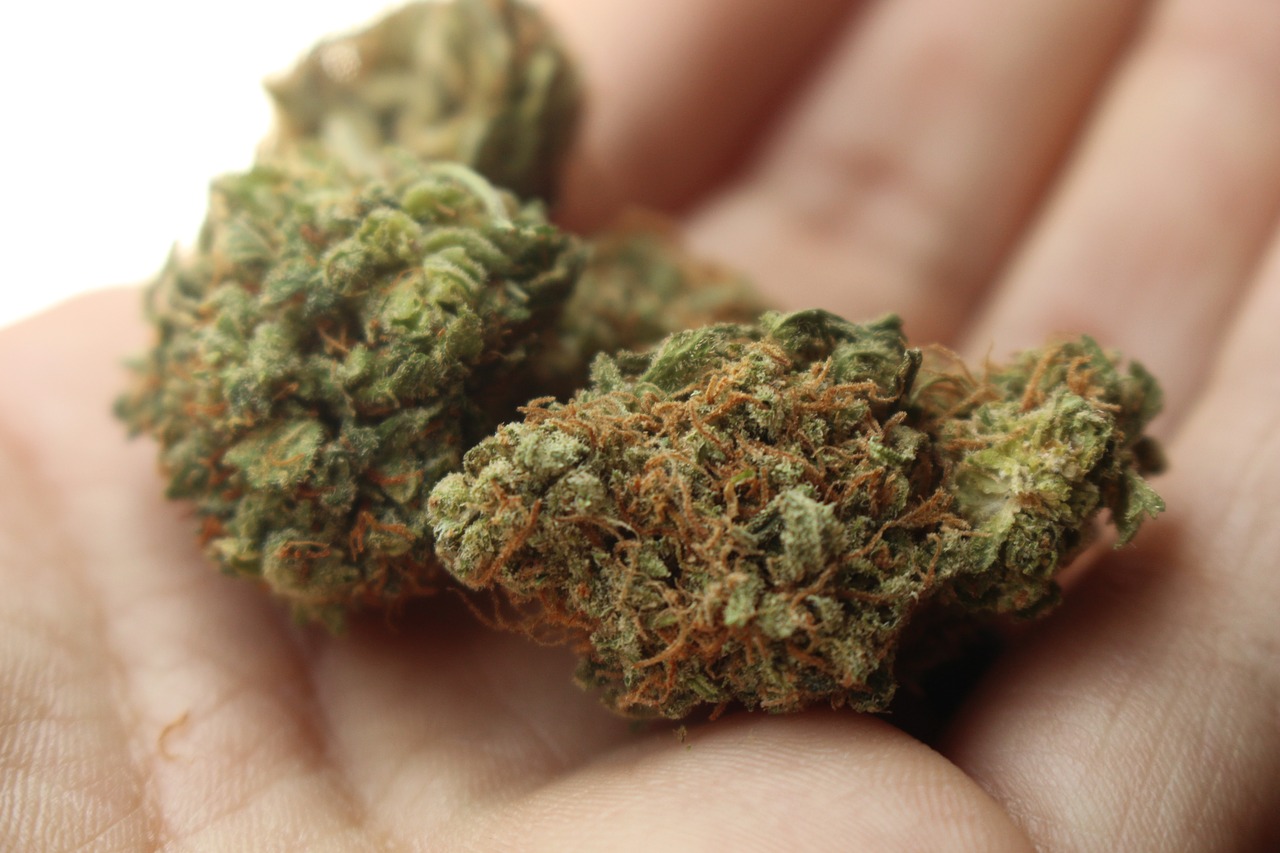 weed 2517251 1280