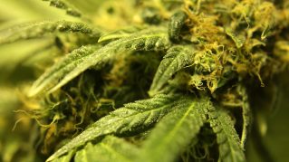 weed trichomes ganja cannabis pot