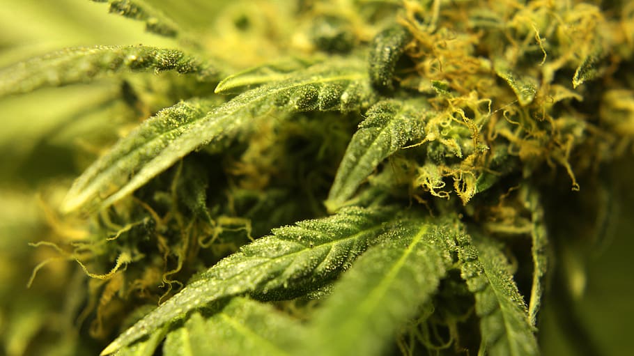 weed trichomes ganja cannabis pot