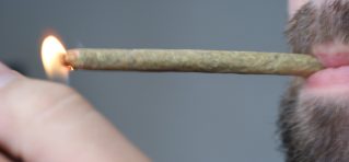Tarantula Joint