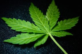 weed memes