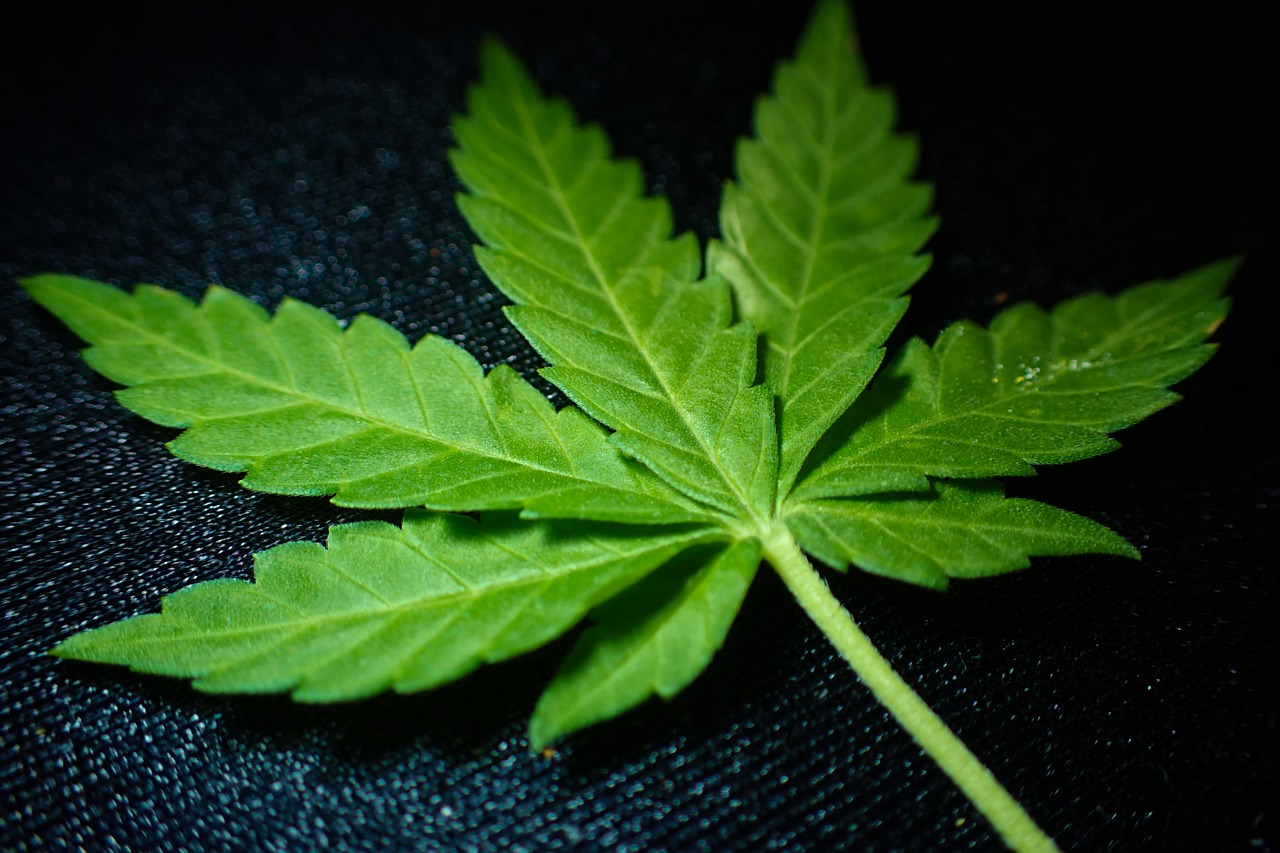 weed memes