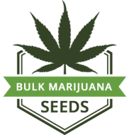 Bulk MJ Seeds