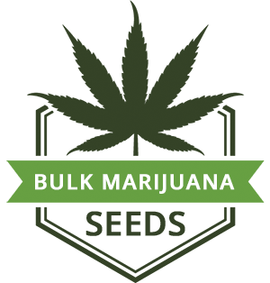 Bulk MJ Seeds