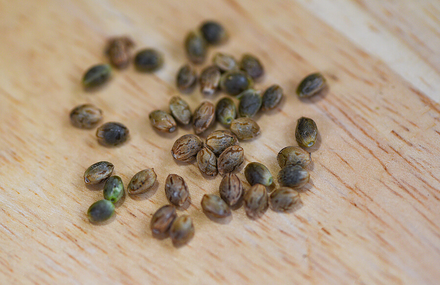 Buy Marijuana Seeds In Arizona