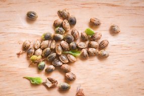 buy marijuana seeds california