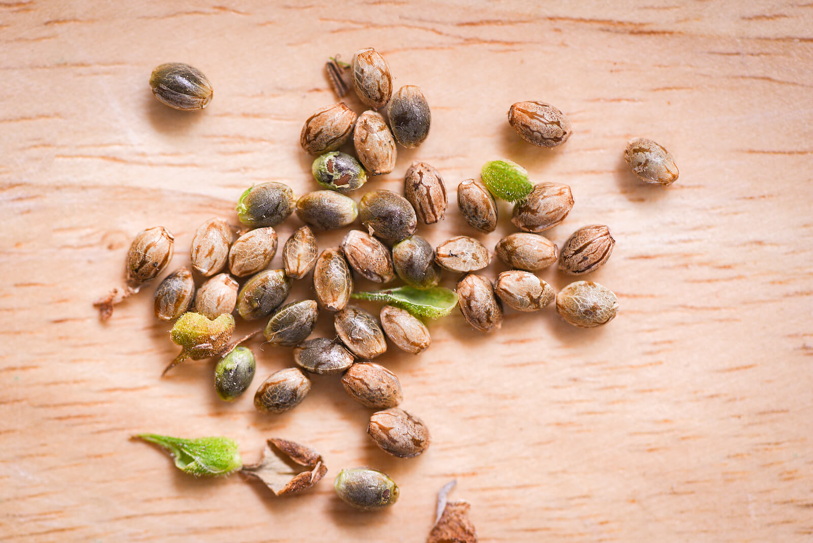 buy marijuana seeds california