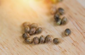 Buy Marijuana Seeds In Canada