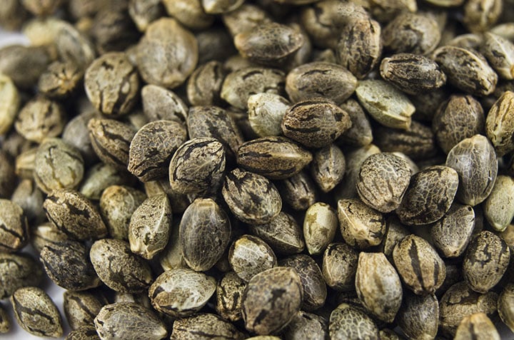 growers guide to marijuana
