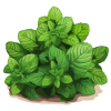 Menthol