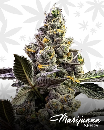 Lava Cake Strain