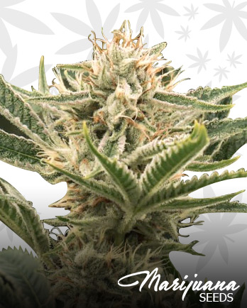 Lemon Cherry Gelato Strain